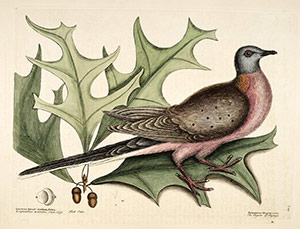 Passenger Pigeon